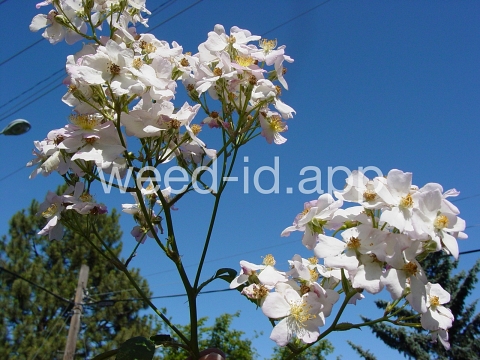 rose, multiflora